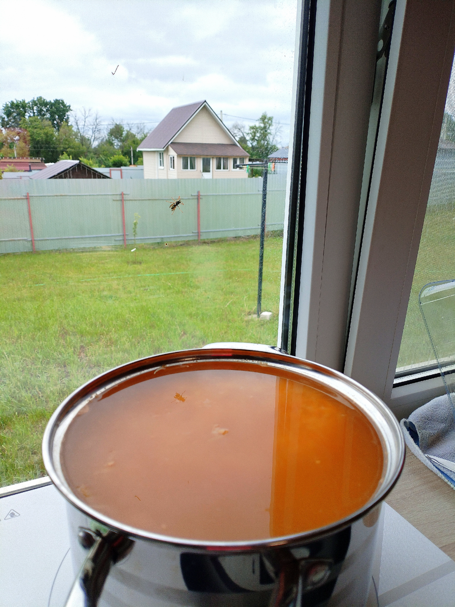 Оса на стекле