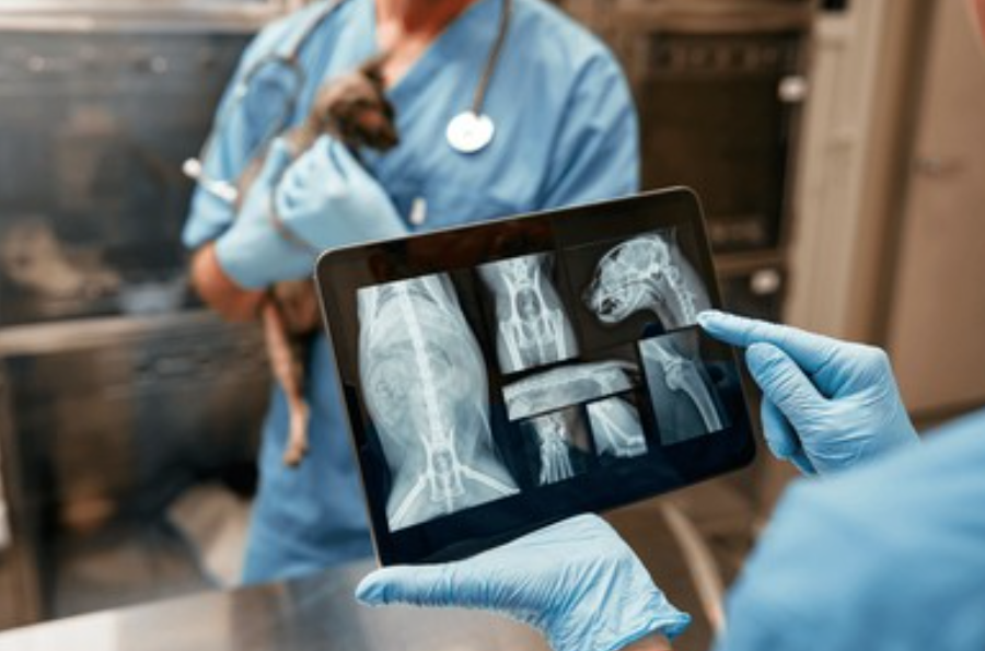 ветеринарный анестезиолог и специалист по УЗИ-диагностике