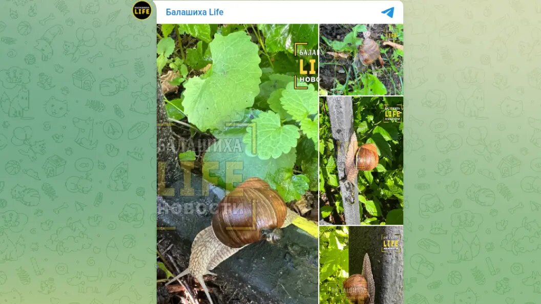    фото: тг-канал "Балашиха Life".