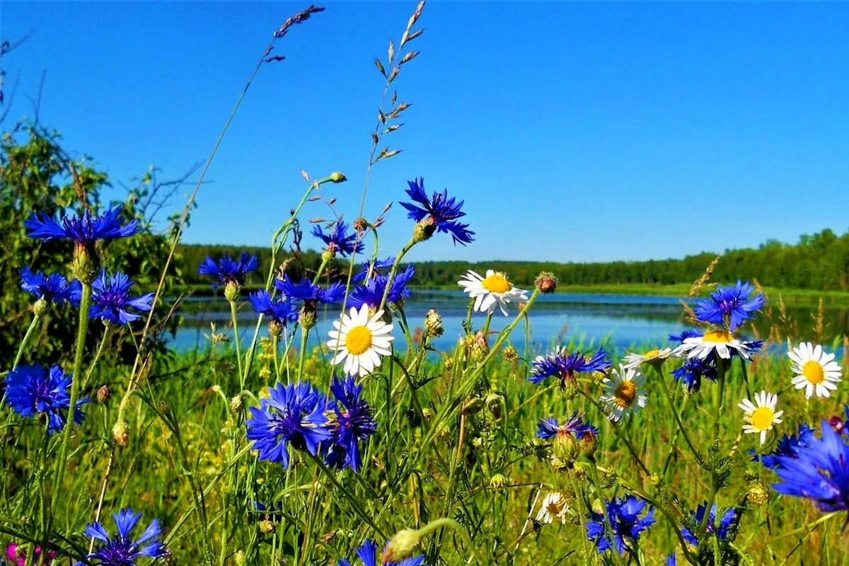 картинка из интернета