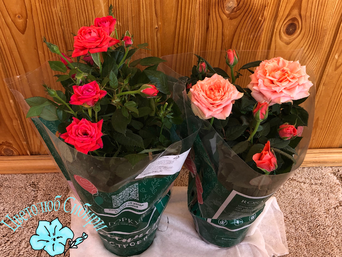 Розы Кордана после покупки