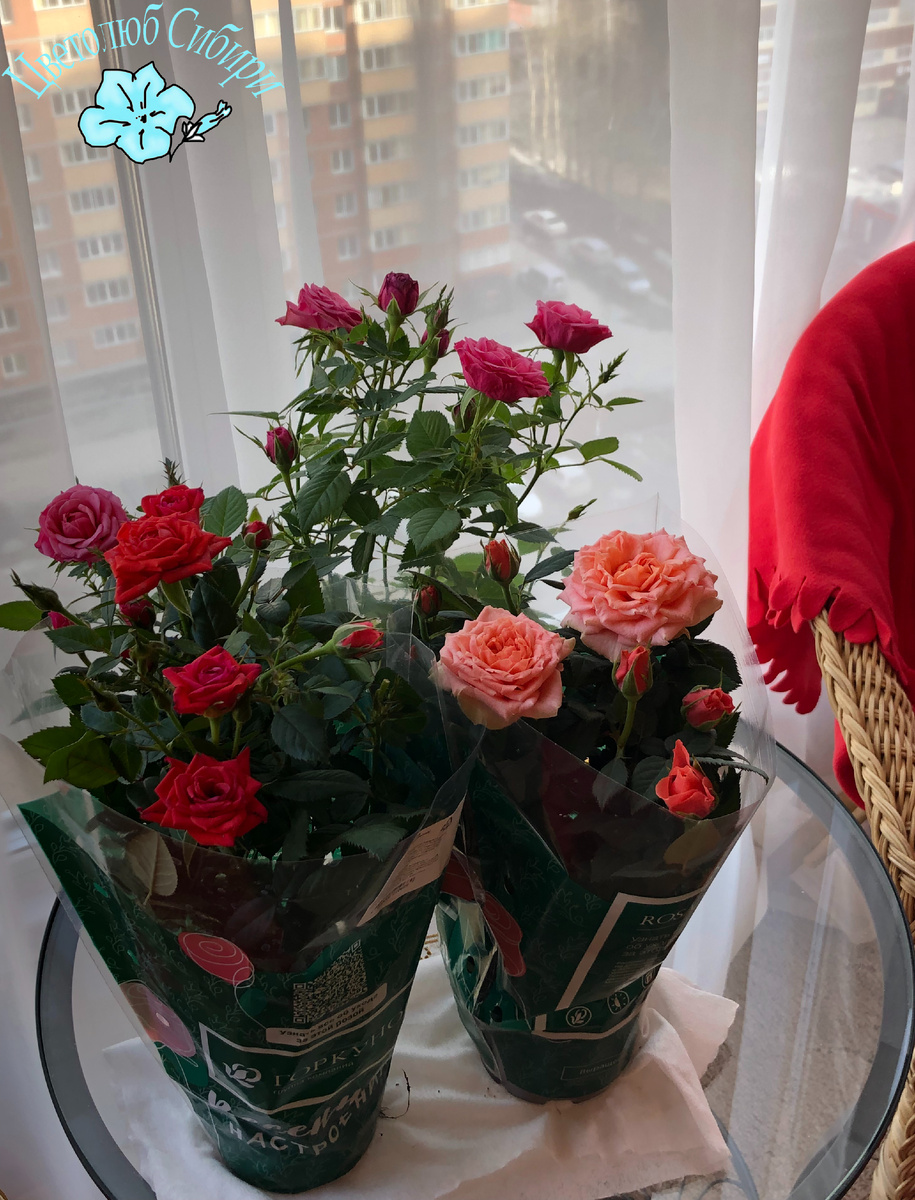 Три розочки на моем балконе