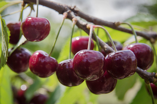 Фото: Сергей Мальгавко/ТАСС