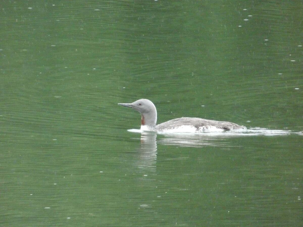 краснозобая гагара