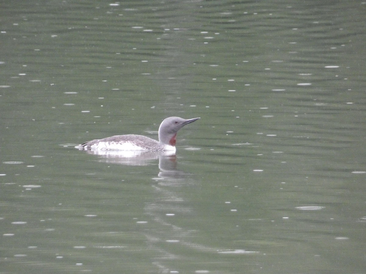 мечтает о чём-то