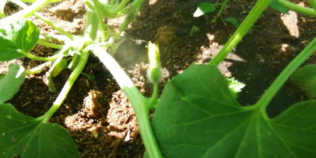 Дыни и арбузы в открытом грунте Сибири. Июнь, формирование, первые завязи, чем подкормить