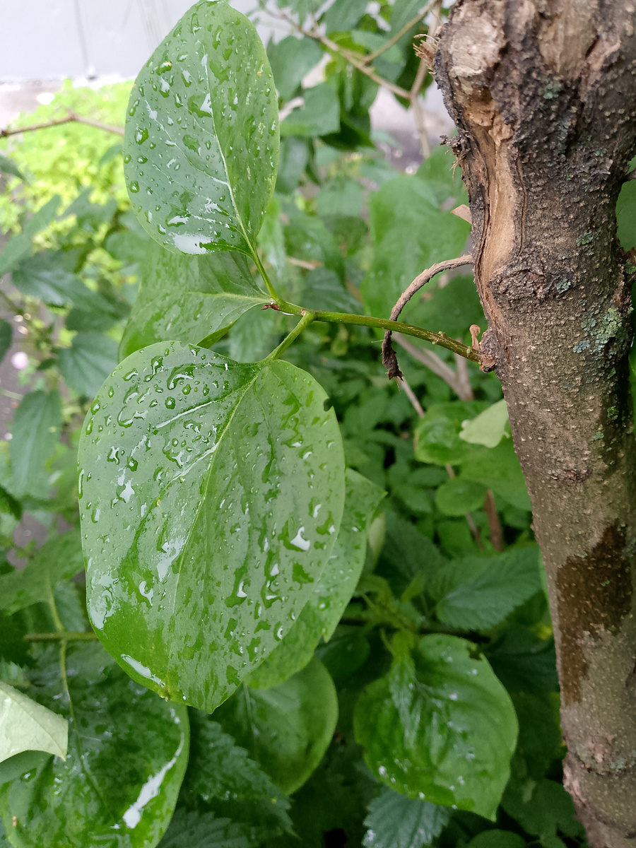 Вот он во всей красе