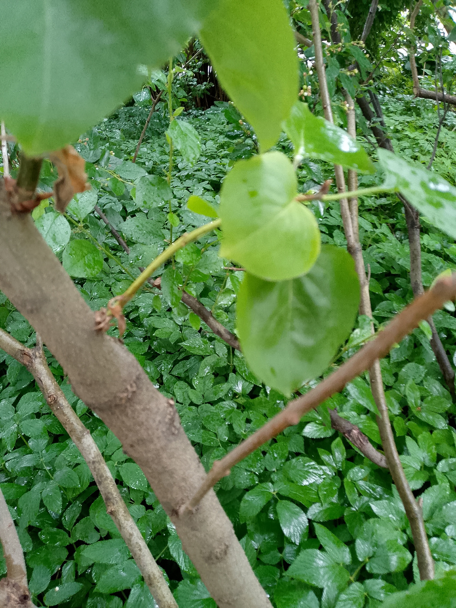 Вот такой побег из слабенькой почечки