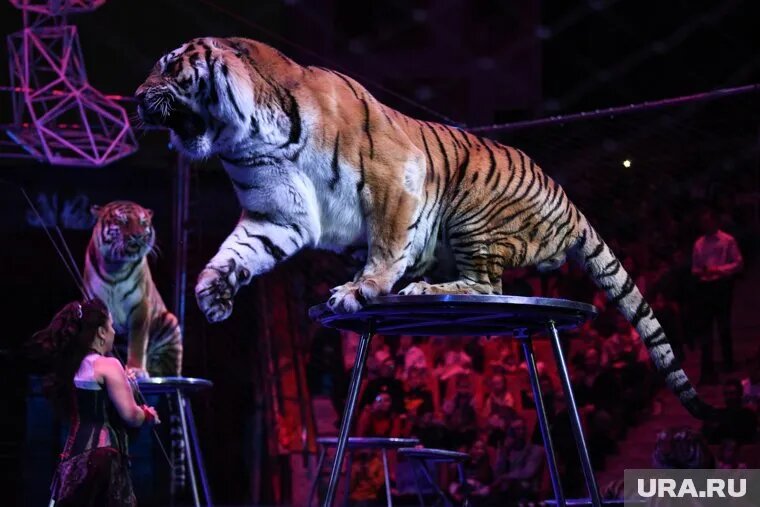 В Челябинске на выходных пройдет цирковое шоу с тиграми, мастер-классы и экскурсии. Фото: Владимир Жабриков © URA.RU