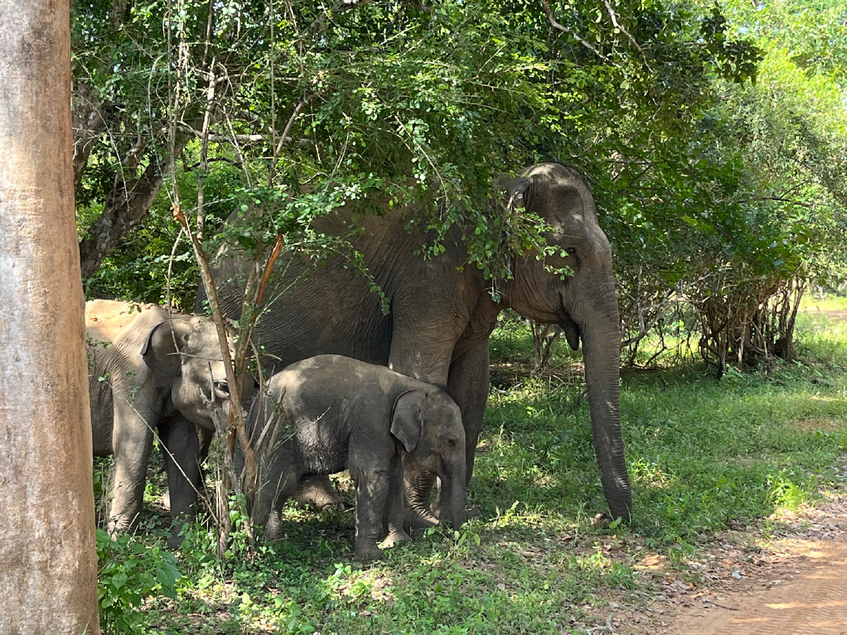 Семья слонов, долгожданная встреча на сафари