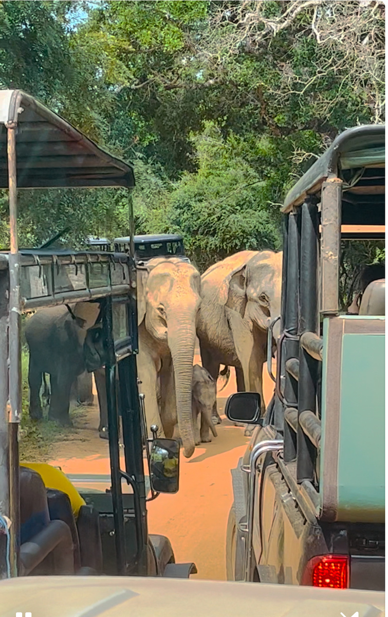 Семья слонов идет своей дорогой, невероятно как близко мы наблюдали за ними