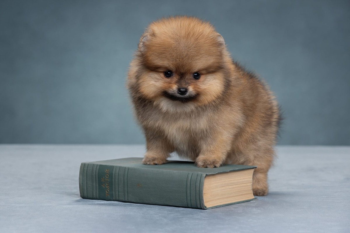 Как бы вы назвали этот пушистый комочек счастья?