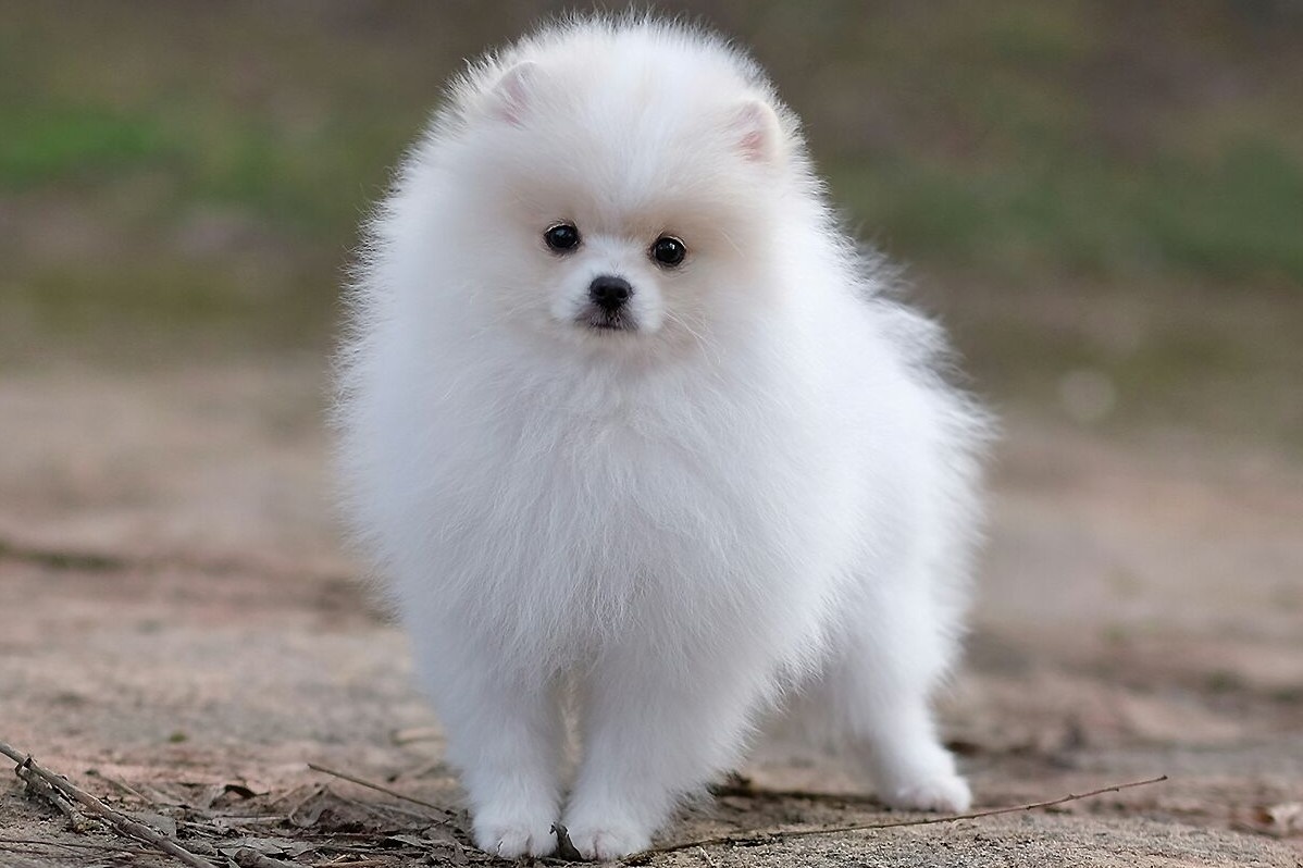 Его Высочество Принц – настоящий маленький аристократ. 🎩