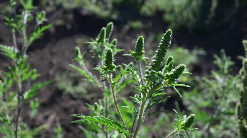 Фото: Пресс-служба администрации Краснодара