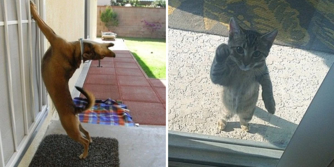 17 фото животных, которым срочно понадобилось попасть внутрь
