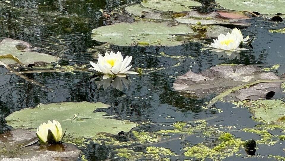     Источник: Telegram-канал администрации Шебекинского округа