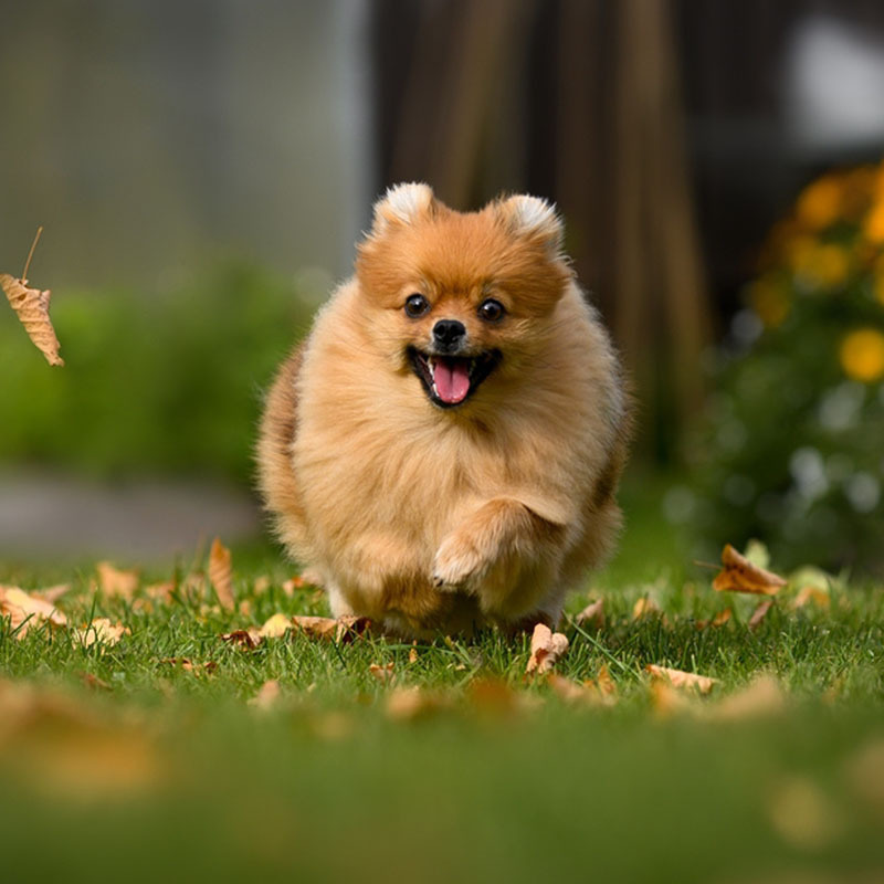 Бусинка – само очарование и нежность. 