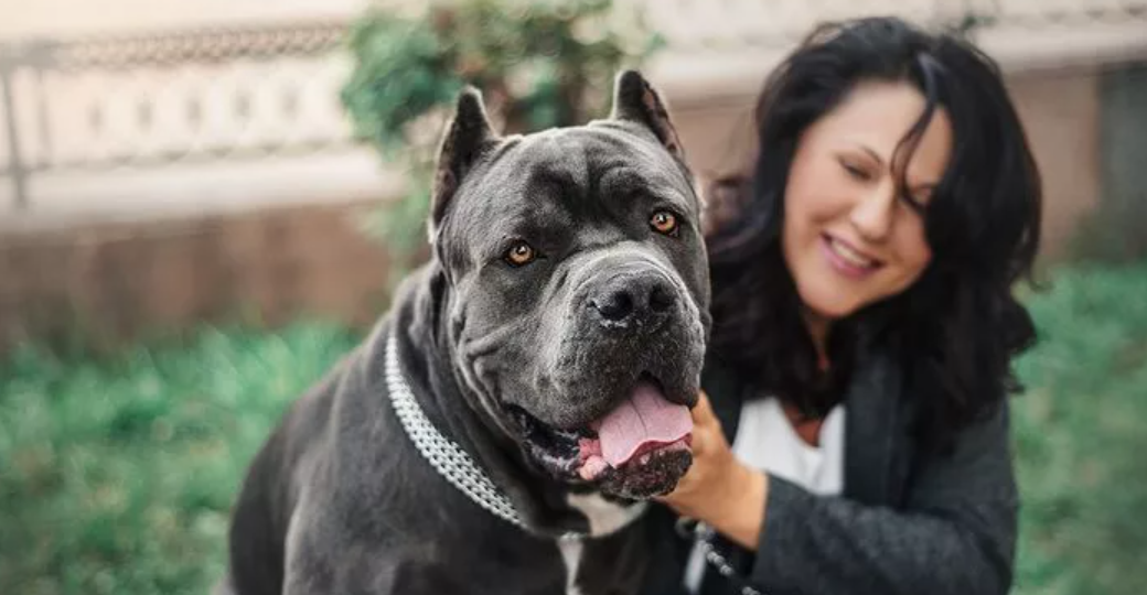 Кане корсо: собака для серьёзных или серьёзная ошибка? Разбираемся с ветеринаром