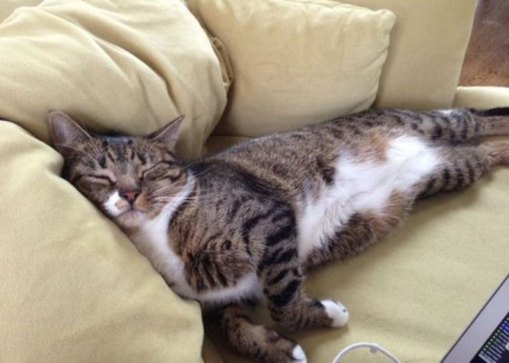 🐱До какого возраста можно стерилизовать кошку и кастрировать кота? Гид для владельцев мурлык