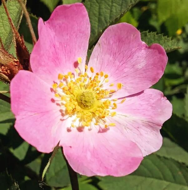 А это цветок шиповника. Скриншот автора с личной страницы в «Одноклассниках». 