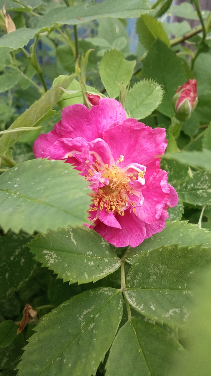 Это цветок кустарника садовая роза. Фото автора канала.