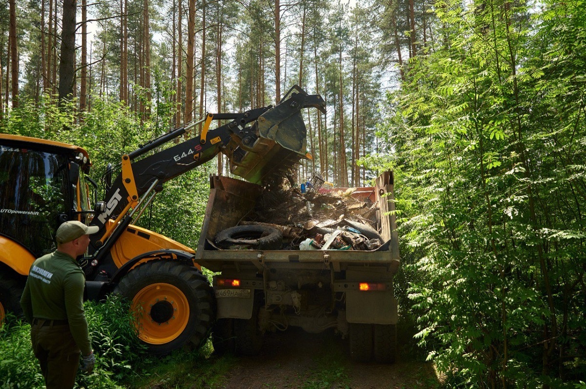    Этот участок леса полностью очищен.