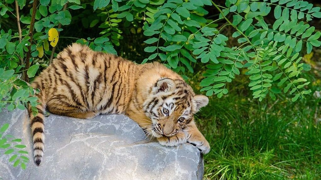    Фото: commons.wikimedia.org