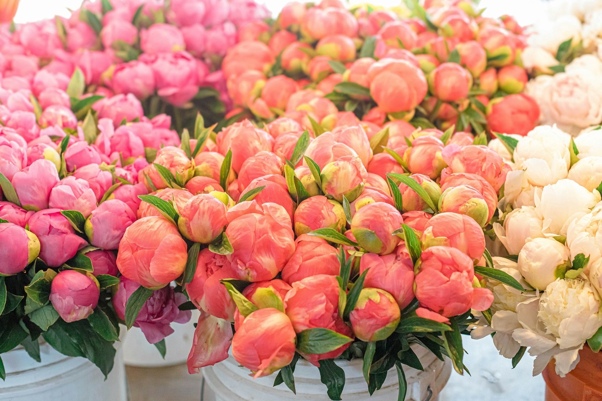 Фото: sunira-moses / unsplash