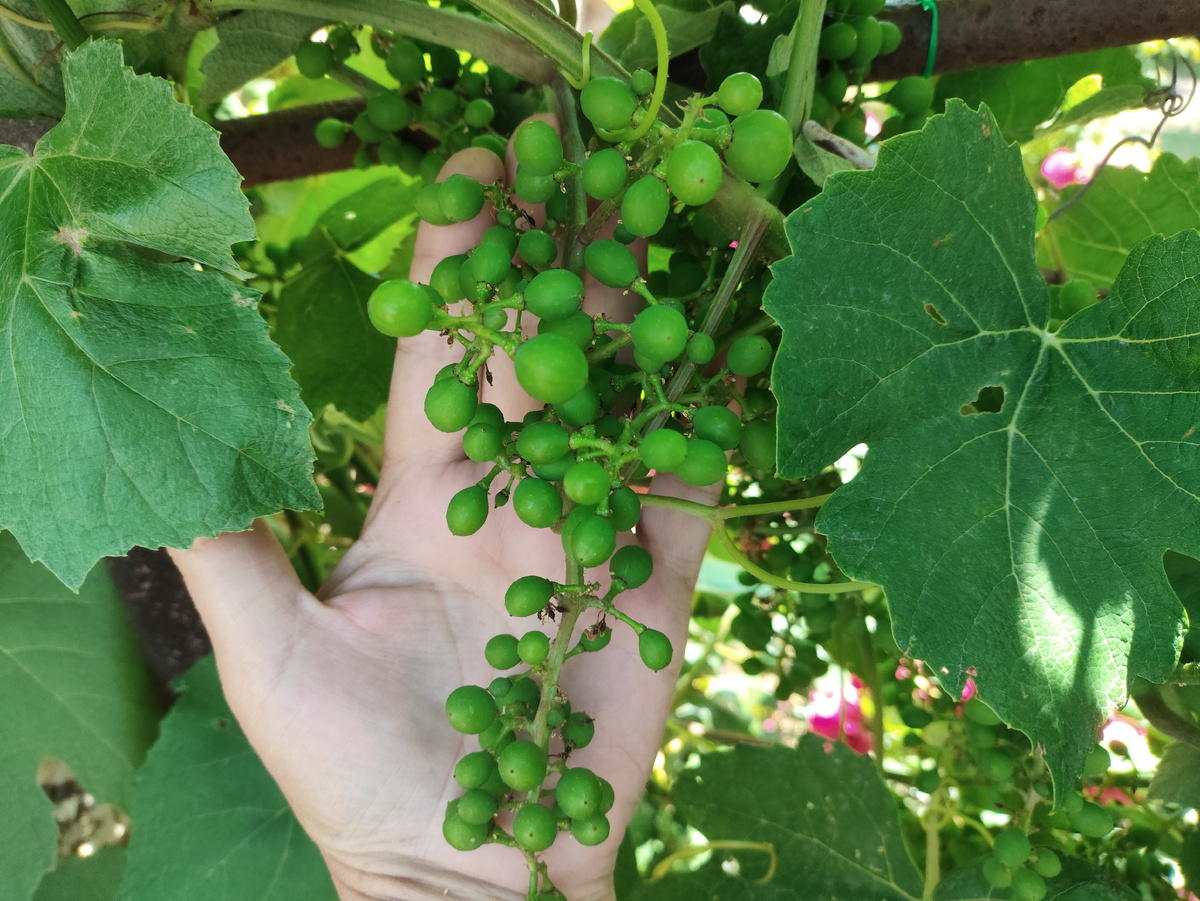 Изабелла на глазах растет....