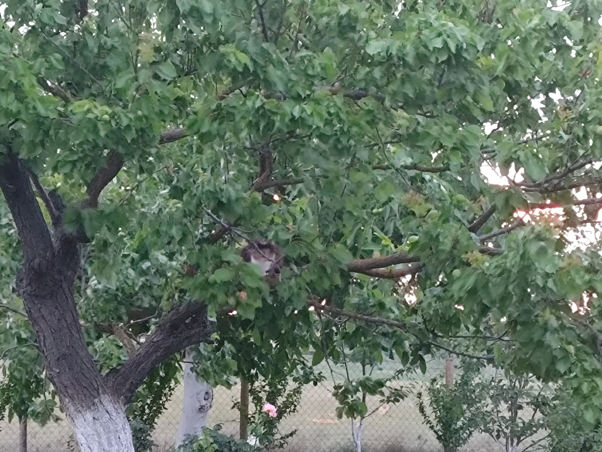 Квест. Найди кошку )))