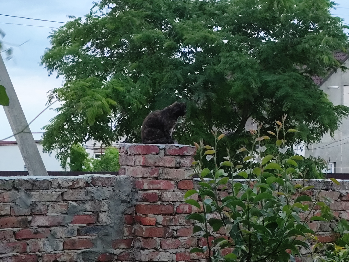 Сфинкс. Маленький