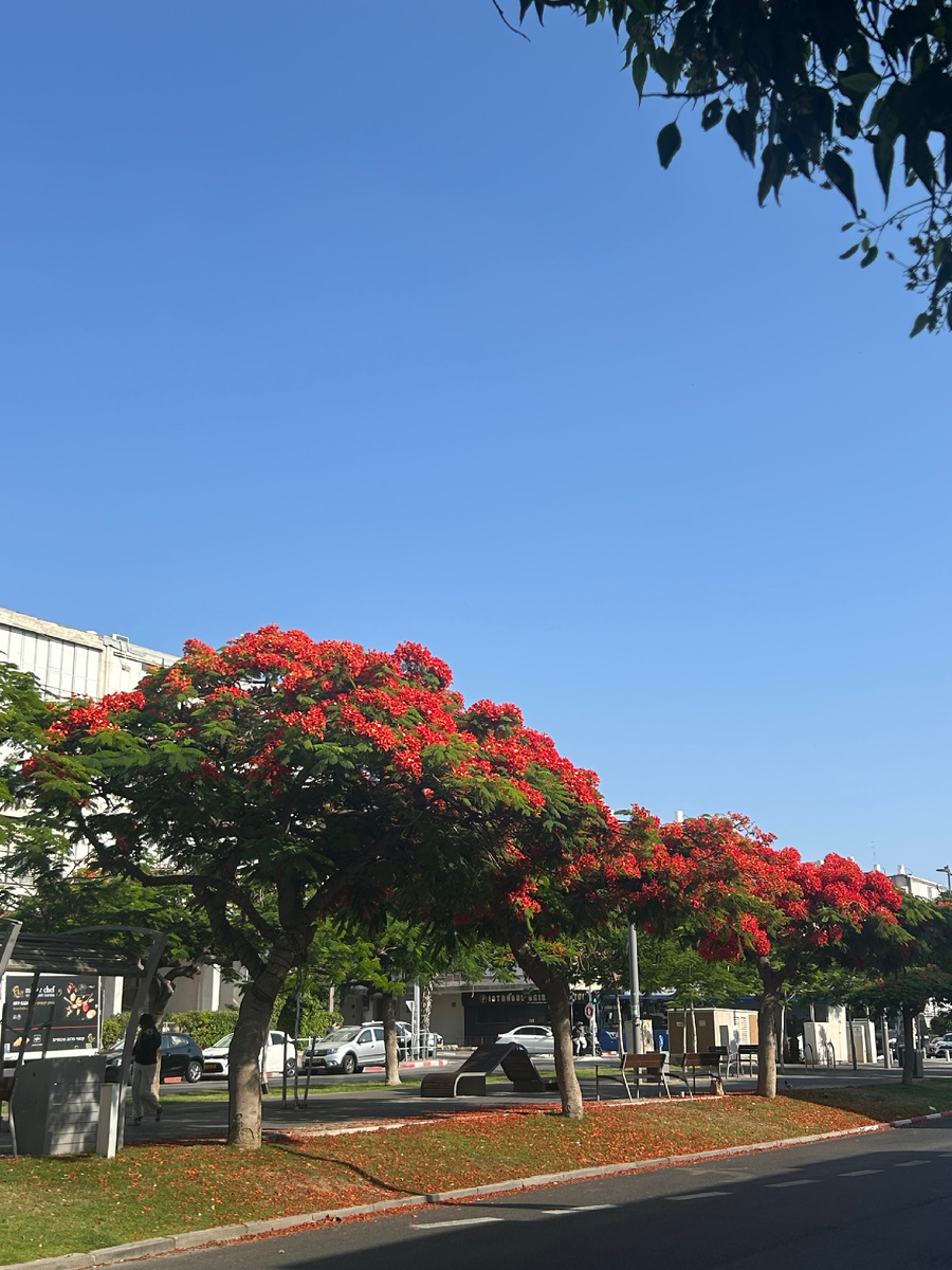 Цветущие улицы Бат-Яма, Израиль, июнь 2025 года. 