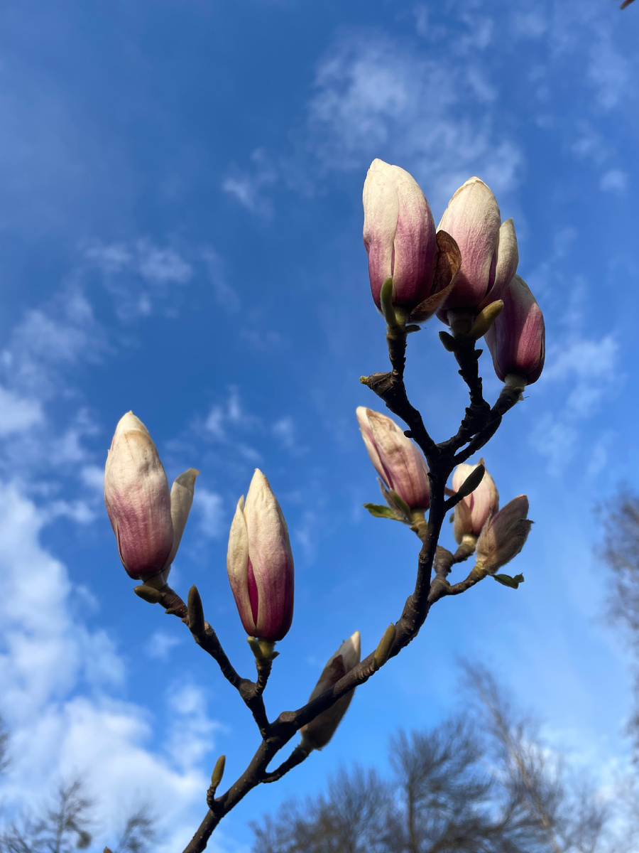 Начало апреля в Брксе: вовсю цветут первоцветы, рододендроны и магнолия (на фото). Москва в это время стучала зубами, заметенная сугробами