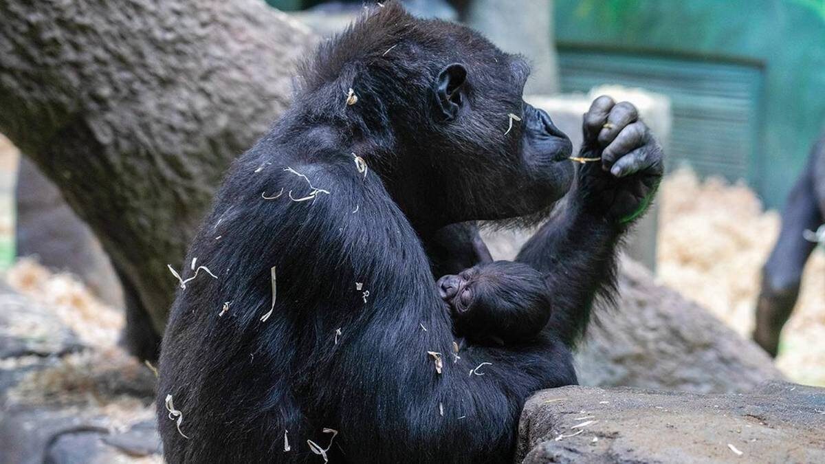    Фото: пресс-служба Московского зоопарка