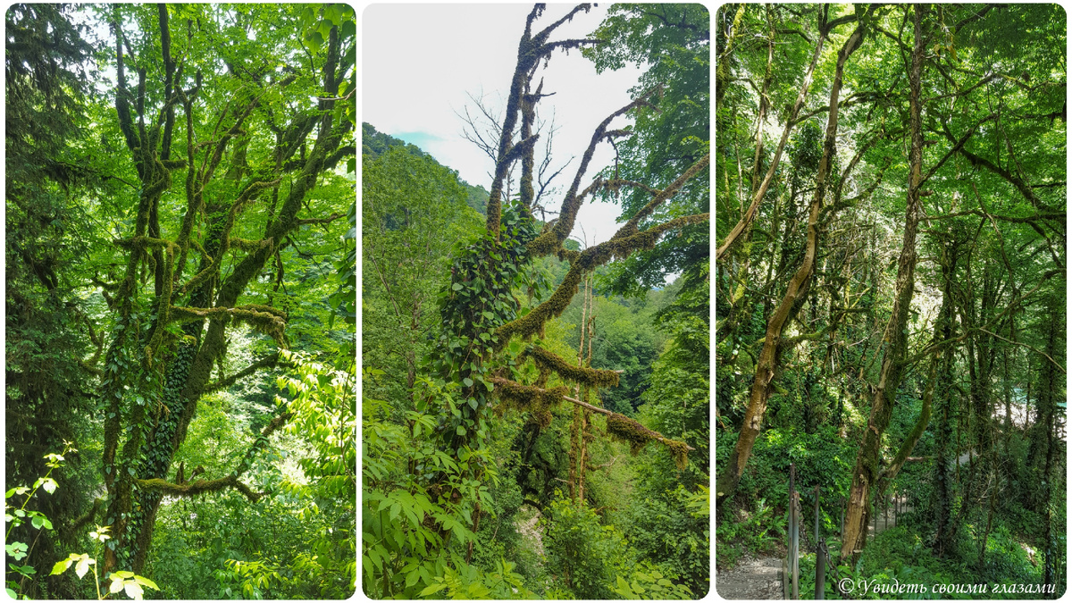 В результате природной катастрофы от древнего самшита остались одни коряги