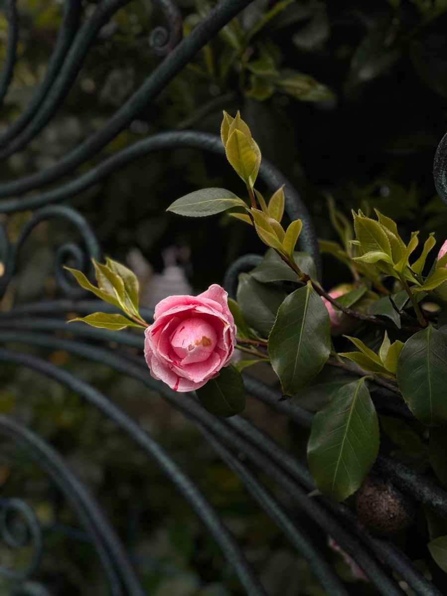 Фотограф Ширяева Виктория 
