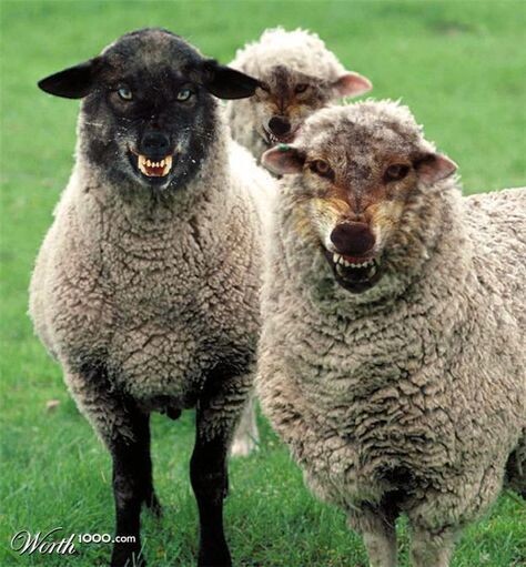 Фото из интернета