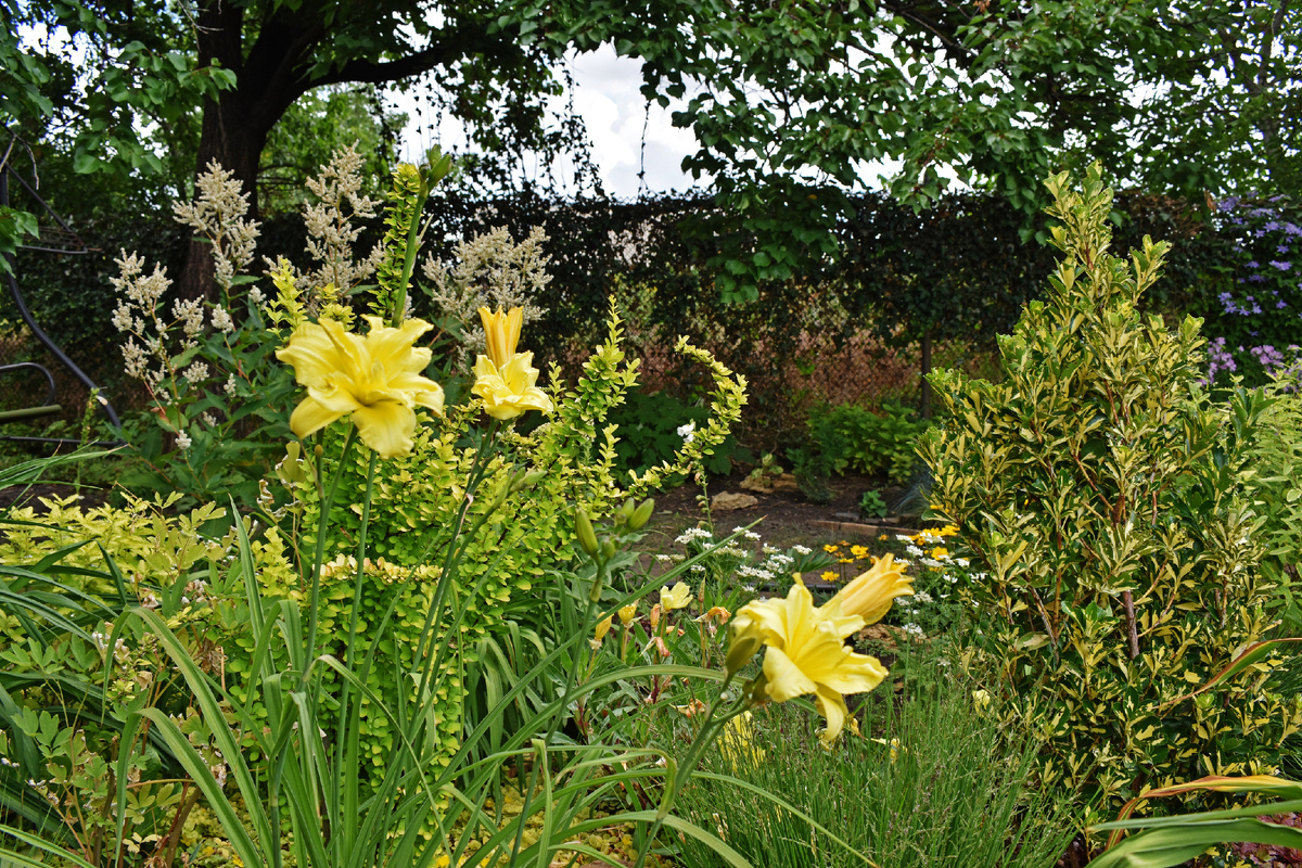 Лилейник "Double River Wye"