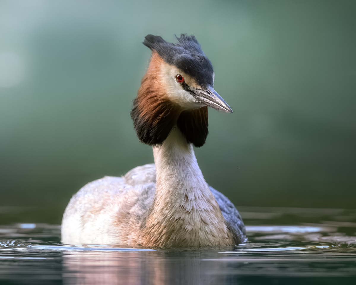 Чомга крупным планом. 