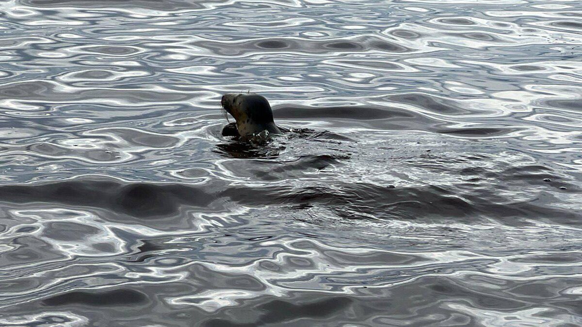    Фото: t.me/VDKSPB