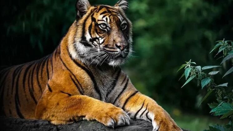    Фото: Bryan van Willigen/Shutterstock/Fotodom