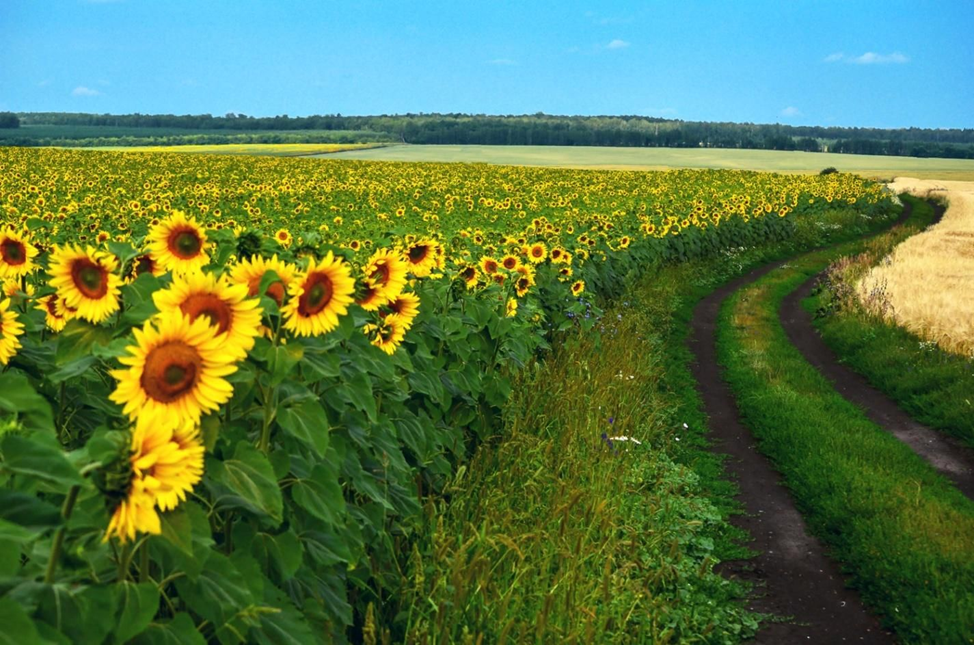 Поле подсолнухов на Кубани