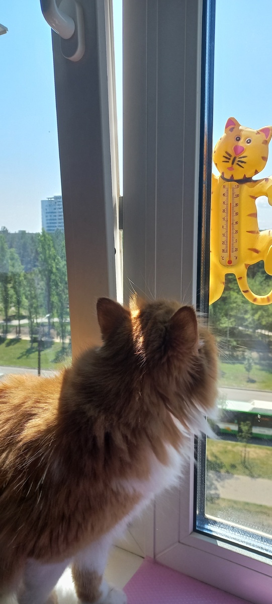 Кот Степан (фото личное)