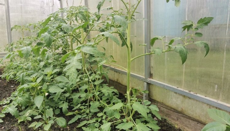    Фото: филиал Донецкий Российского сельскохозяйственного центра