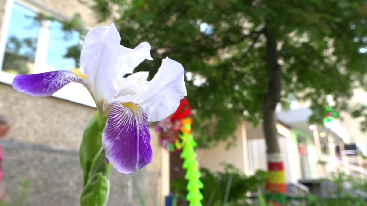 Обычные тюменские дворы стараниями неравнодушных пенсионерок становятся всё краше  