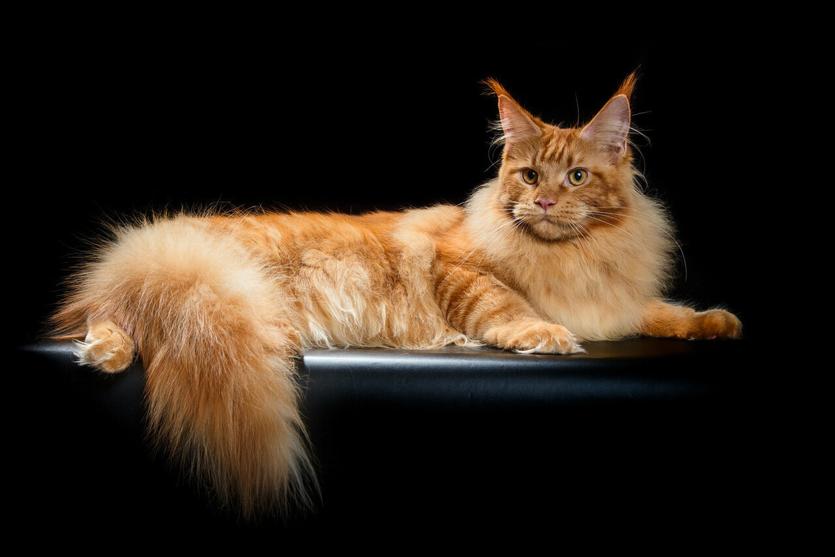 Мейн-кун (мэйнская енотовая кошка) — порода кошек из США.