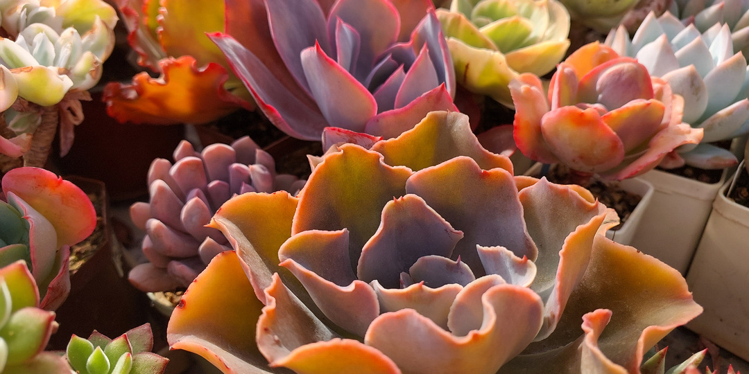 Анонс продажи суккулентов