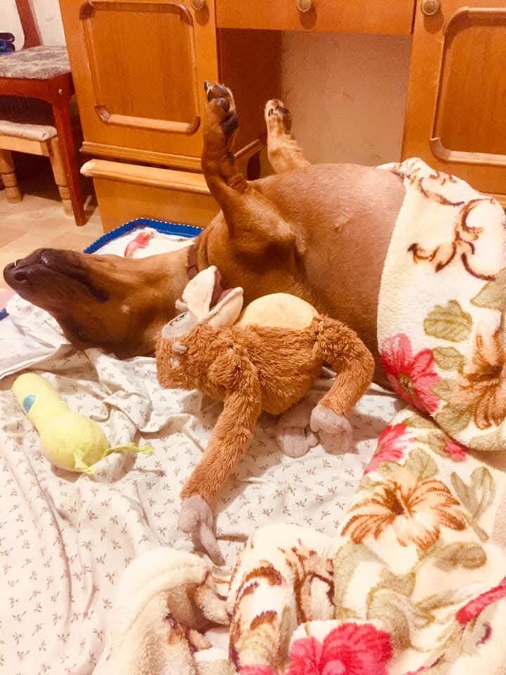 Ленка и её любимая обезьяна