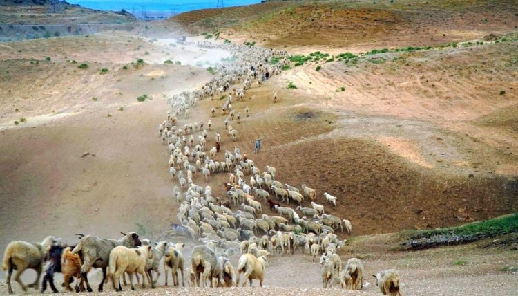    Фото: Минсельхоз Республики Дагестан