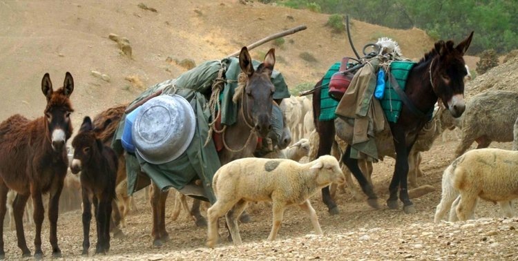     В Дагестане завершается масштабный перегон скота на летние пастбища в горах
